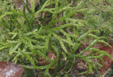 植物进化的窗口：石松植物不寻常的遗传旅程