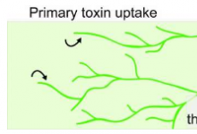 肉毒杆菌毒素研究证明了远程影响的可能性