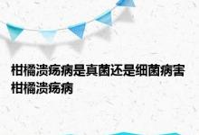 柑橘溃疡病是真菌还是细菌病害 柑橘溃疡病 