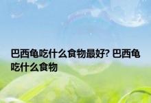 巴西龟吃什么食物最好? 巴西龟吃什么食物 