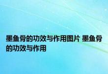 墨鱼骨的功效与作用图片 墨鱼骨的功效与作用 