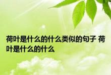 荷叶是什么的什么类似的句子 荷叶是什么的什么 