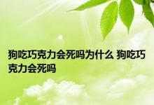 狗吃巧克力会死吗为什么 狗吃巧克力会死吗 