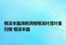 根深本固浇树浇根根深叶茂叶落归根 根深本固 