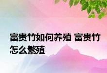 富贵竹如何养殖 富贵竹怎么繁殖 