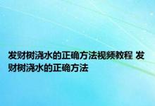 发财树浇水的正确方法视频教程 发财树浇水的正确方法 